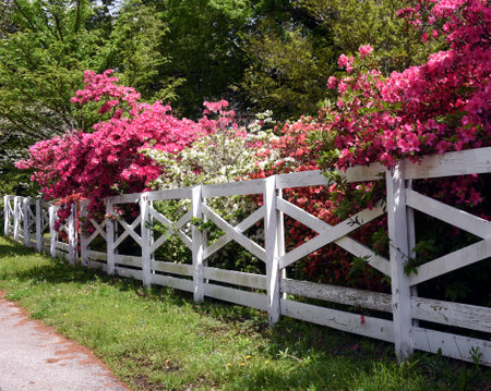Colorful Azalea lines fence has pink and white blooming azaleas.  Fence is white.の写真素材