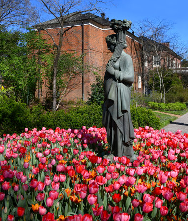 Statue is surrounded by blooming red, pink and orange tulips.  Statue is part of the architecture in Dixon Gallery and Gardens, in Memphis, Tennessee.の写真素材