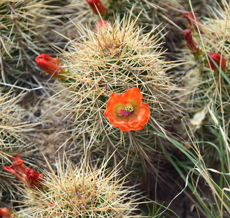 Colorful blossom of a Claret Cup Cactus blooms among spines of plant.