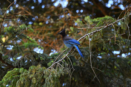 Beautiful bird perches on the branch of a tree.  The bird is called Stellers' Jay and this one is found in Oregon.  Vivid blue feathers and black brown head with crest.の写真素材