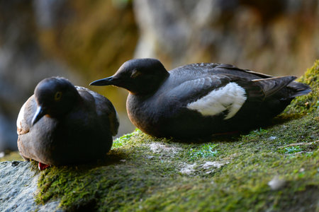 Two Pigeon Guillemots perch on rocks in Sea Lion Cave, on Highway 101 in Oregon.の写真素材