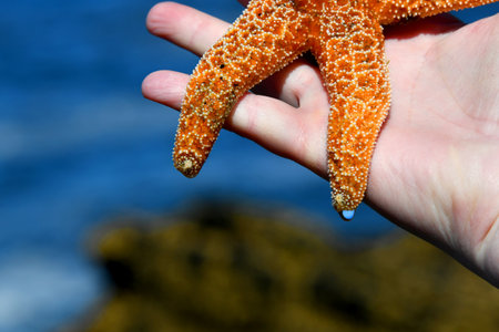 Closeup image shows female hand holding a dripping orange Starfish.  Blue Oregan Coast can be seen in background.の写真素材