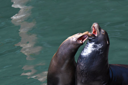 Two California Sea Lions vie for position on a dock, Yaquina Bay, Newport, Oregon.の写真素材