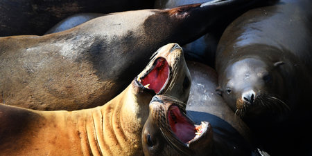 Two over crowded California Sea Lions, on the wharf at Newport, Oregon, complain loudly as they protect their few square inches on the wharf.の写真素材