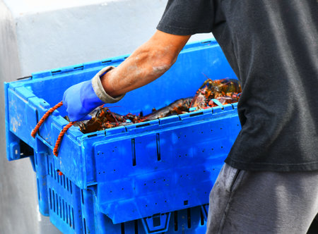 Days catch of lobster are unloaded in a blue plastic bin, with orange rope handles.  Man wearing blue protective gloves carries it off boat.の写真素材