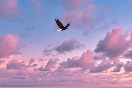Eagle has wings spread and lifts itself into the sunset, pink clouds and blue skies.