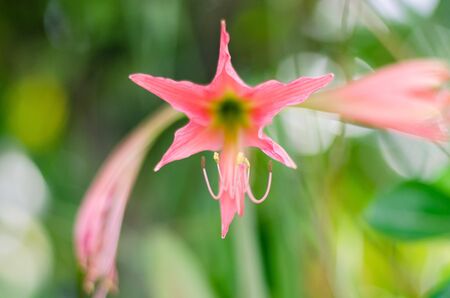 Flowerの写真素材