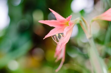 Flowerの写真素材