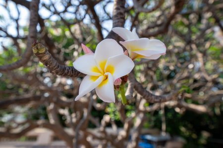 Frangipani flowers blooming in the garden, Thailand.の写真素材
