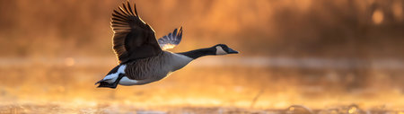 Canada Goose (Branta canadensis) in flight at sunset.の素材