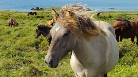 Beautiful Icelandic horseの写真素材