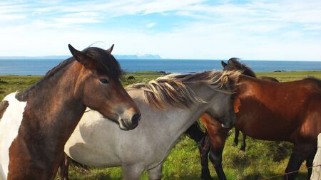 Beautiful Icelandic horsesの写真素材
