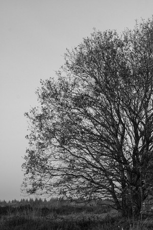 Tree in a heather landscapeの写真素材