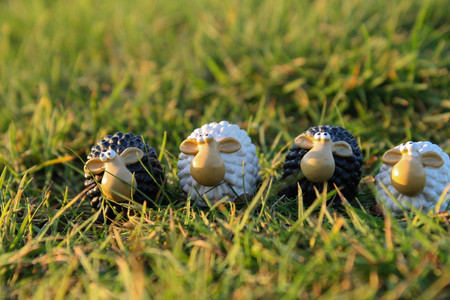 sheep in the grass