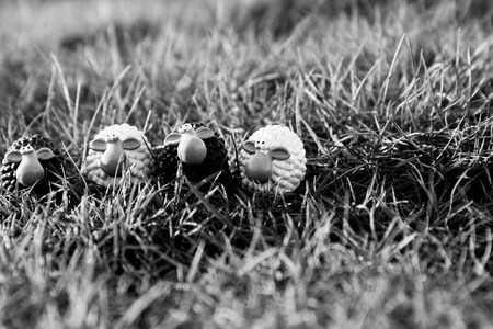 Sheep in grassの写真素材