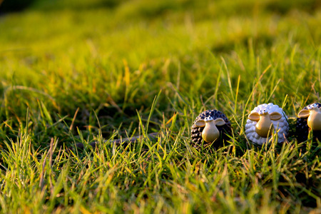sheep in a meadowの写真素材