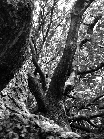 tree branches landscape