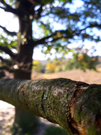 Tree branches