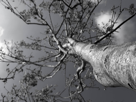 Tree in the skyの写真素材