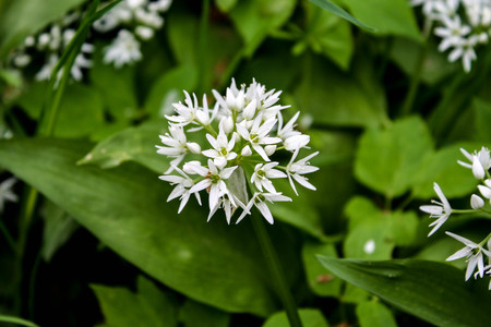 White flowers blooming