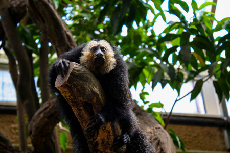 Saki monkeys in a treeの写真素材