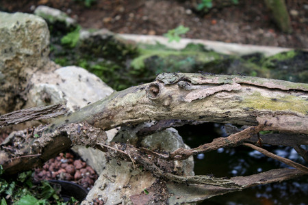 ants on a treeの写真素材