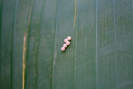 butterfly eggs on a leafの写真素材