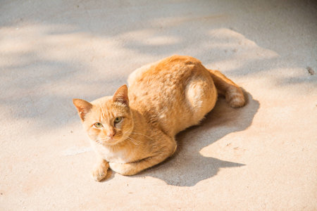 Cat in the gardenの写真素材