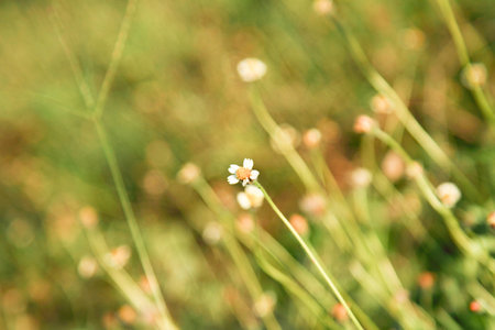 Grass flowerの写真素材
