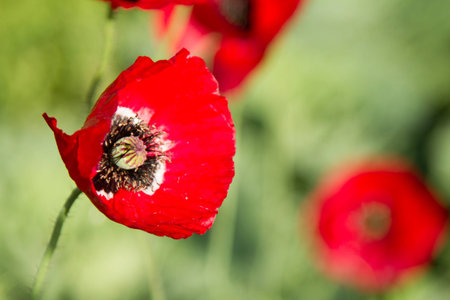 Red Flowersの写真素材