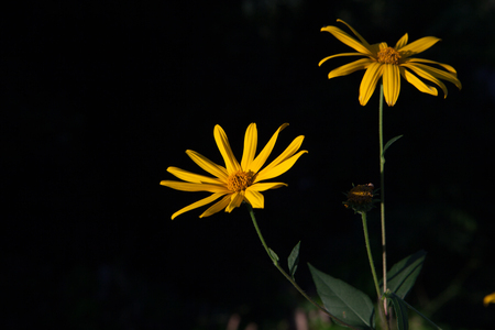 Yellow flower on a black backgroundの写真素材