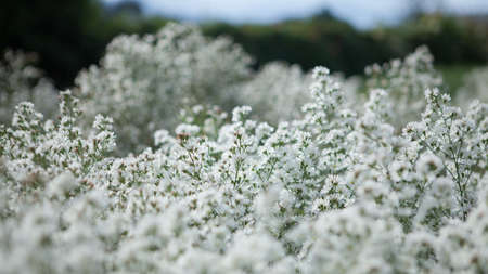 Natural white flowers in the flower garden.