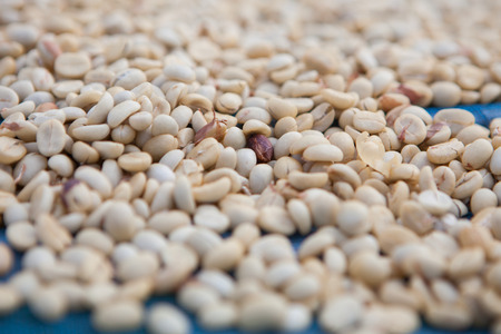 Raw coffee beansの写真素材