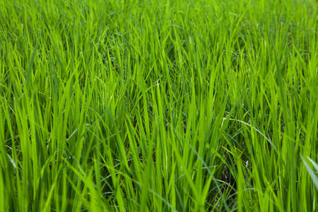 Green  Rice Field close-upの写真素材