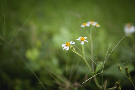 white flowersの写真素材