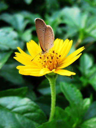  Gold buttons Flower & Butterfly.                               の写真素材