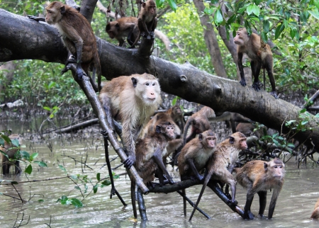  Concentrated monkey.の写真素材
