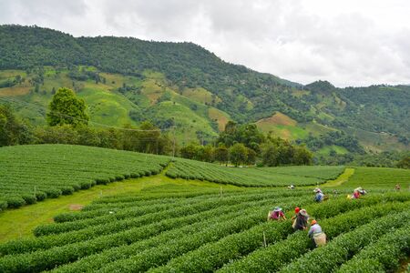 Women from Thailand pick tea leaves on tea plantation.の写真素材