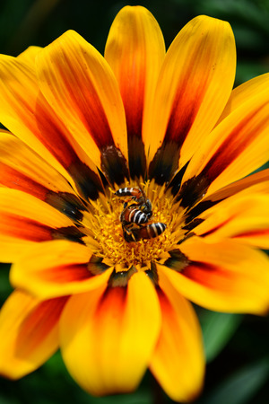 Gazanie flower and bee.の写真素材