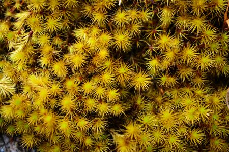 Close up yellow moss.の写真素材