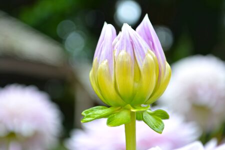 Purple dahlia flower.の写真素材