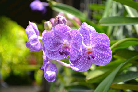 Vanda orchid in Thailand.