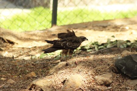 Bird ready to fly