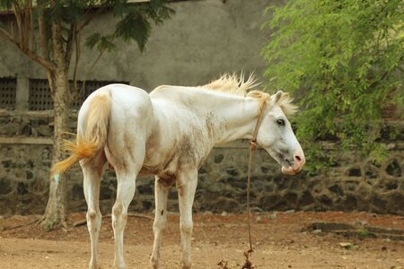 Horseの写真素材