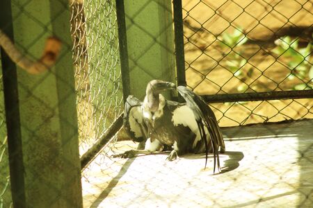 Wingsの写真素材