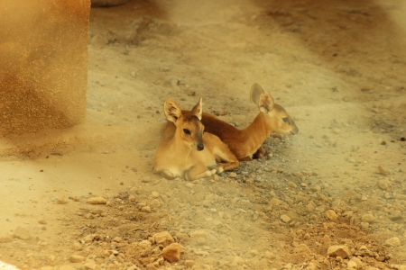 Young Deerの写真素材