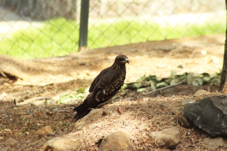 Bird restingの写真素材