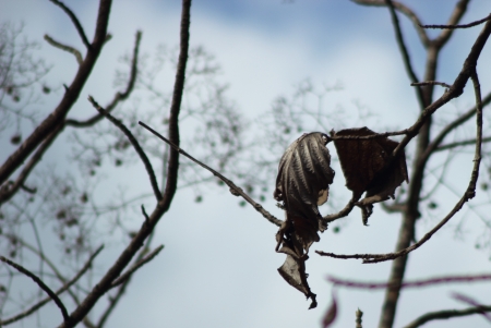 Dead leafの写真素材