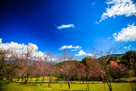 Sakura flower on mountain at Chiangmai Thailandの写真素材