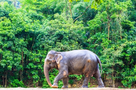 Thai elephant in forest of southeast asiaの写真素材